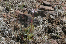 Image of Lithophragma tenellum