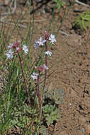 Image of Lithophragma tenellum