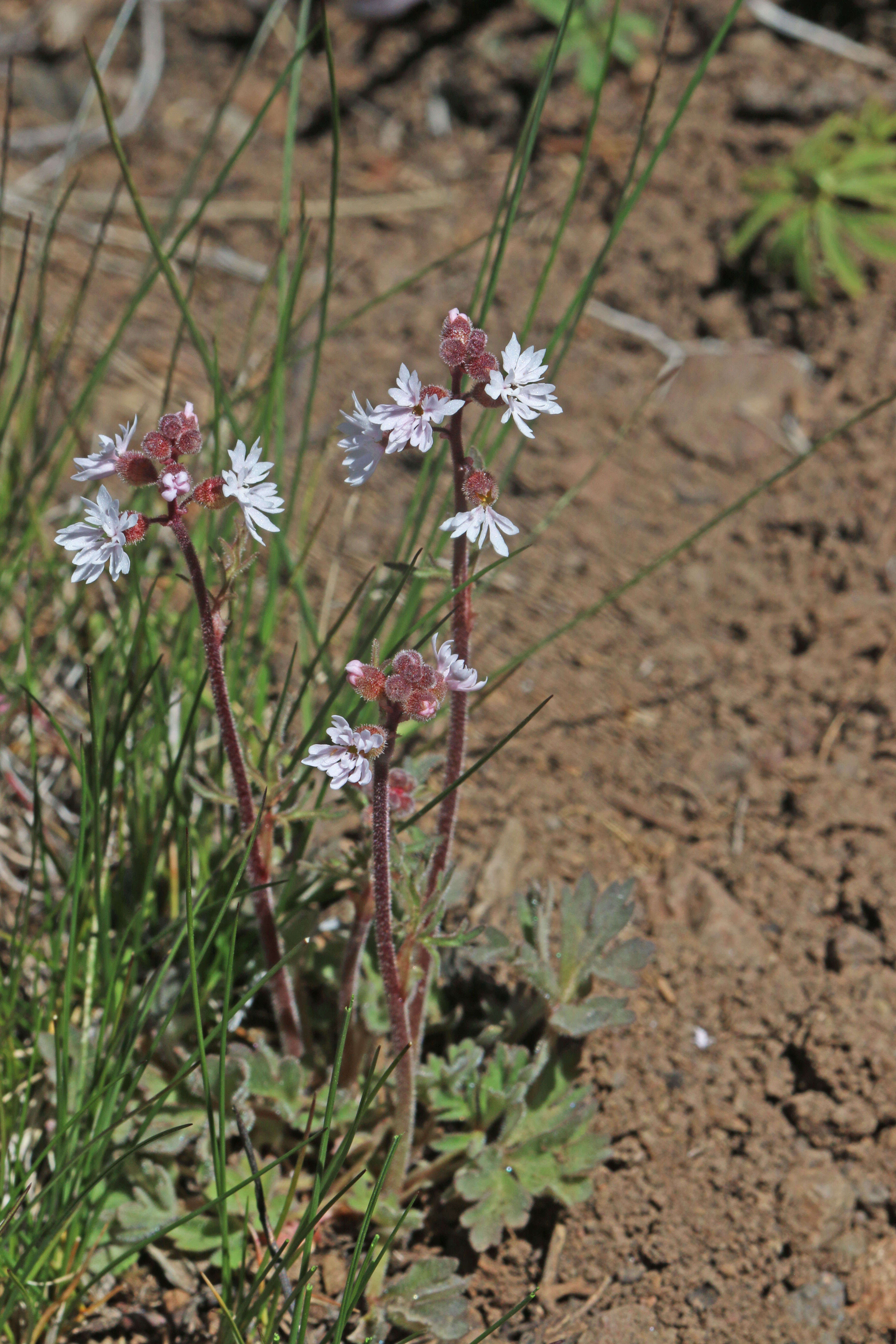 Image of Lithophragma tenellum