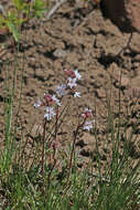 Image of Lithophragma tenellum