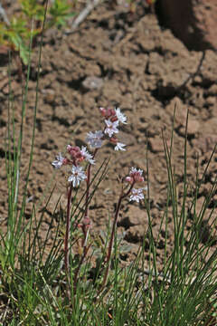 Image of Lithophragma tenellum