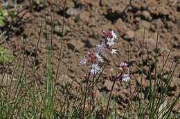 Image of Lithophragma tenellum