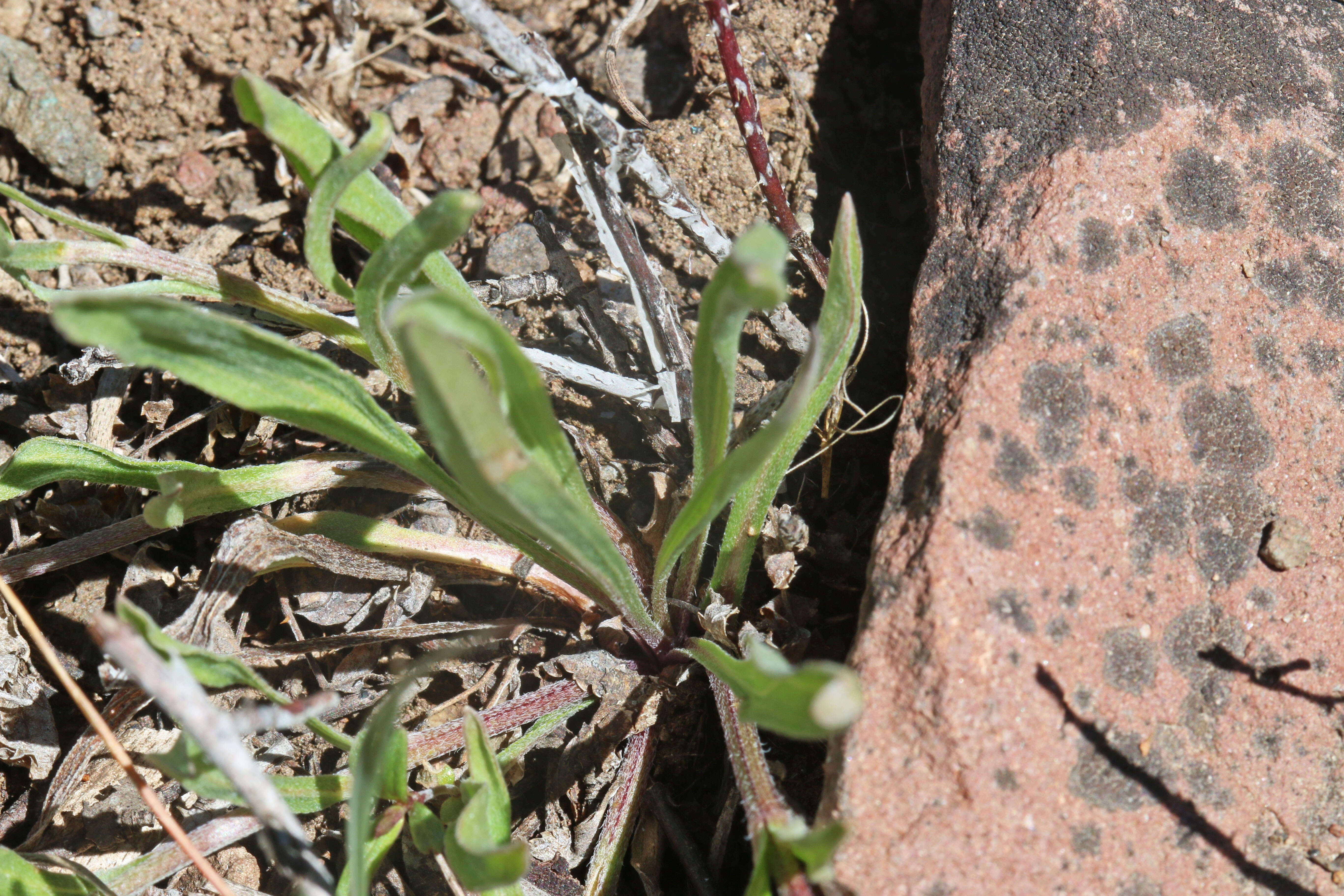 Image de Erigeron eatonii A. Gray