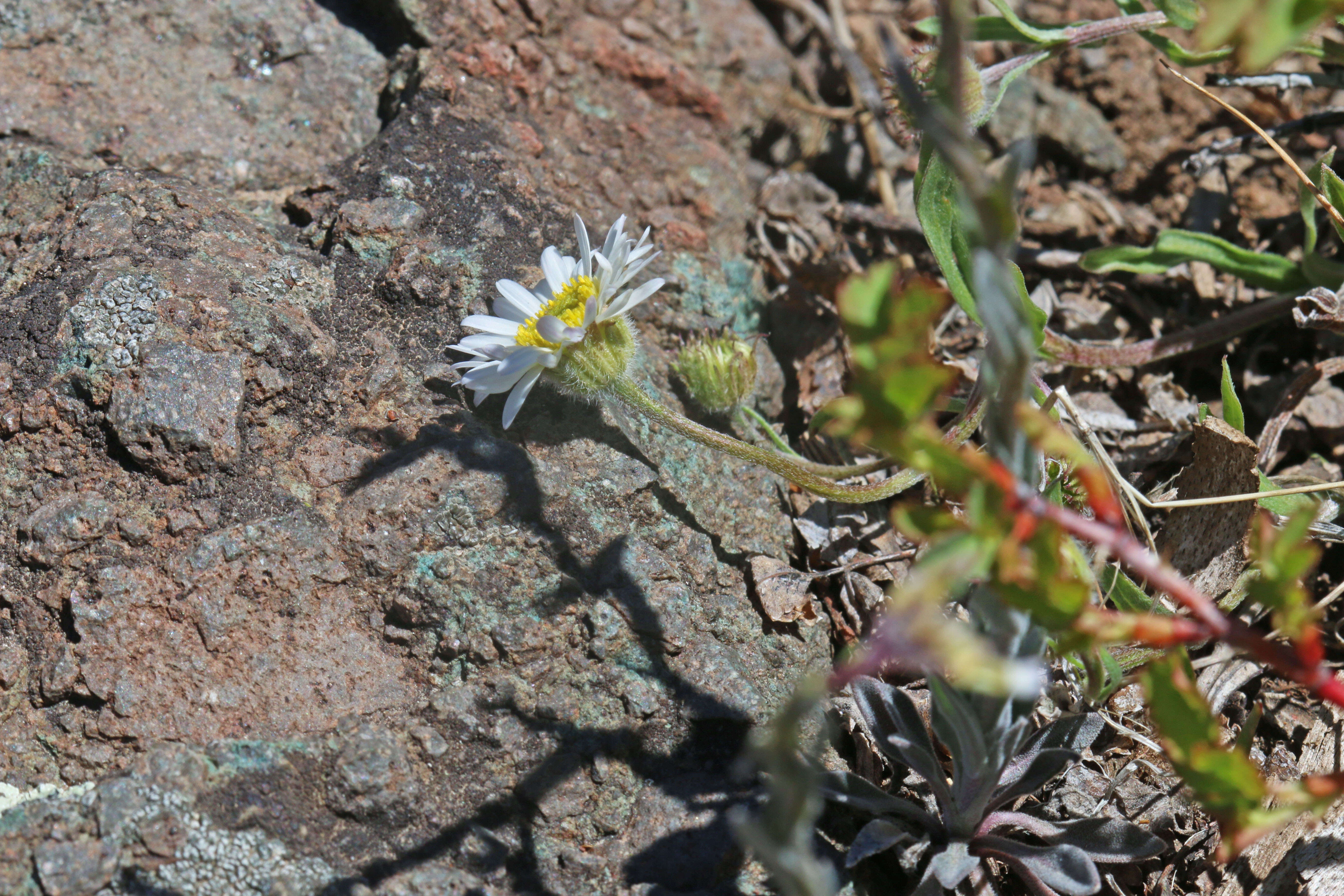 Image de Erigeron eatonii A. Gray