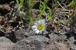 Image de Erigeron eatonii A. Gray