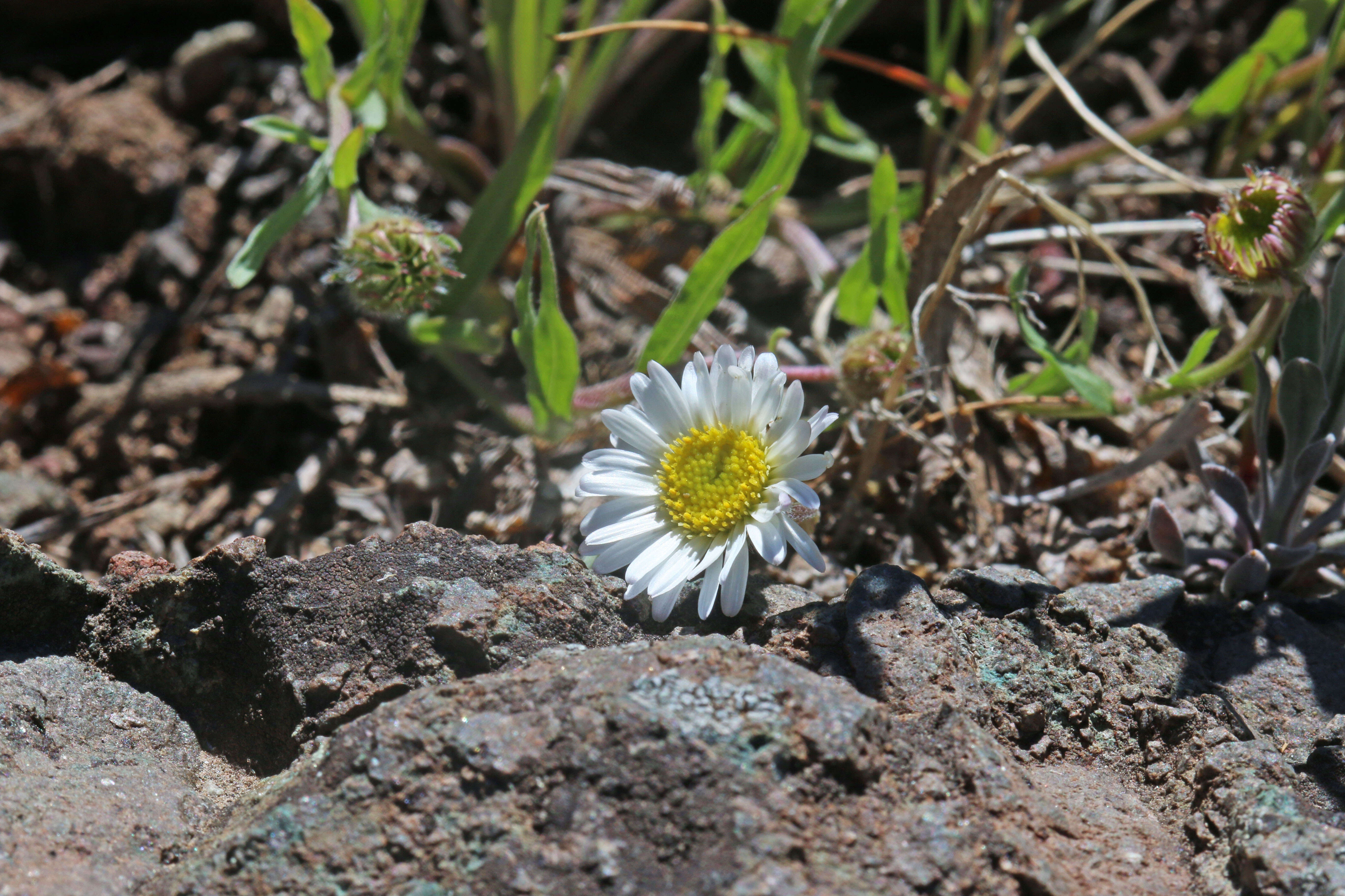 Image de Erigeron eatonii A. Gray