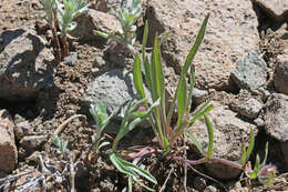 Image de Erigeron eatonii A. Gray