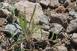 Image de Erigeron eatonii A. Gray