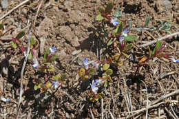 Image of maiden blue eyed Mary