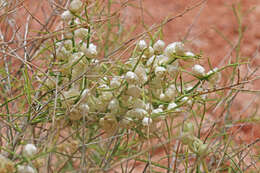 Image of ragweed