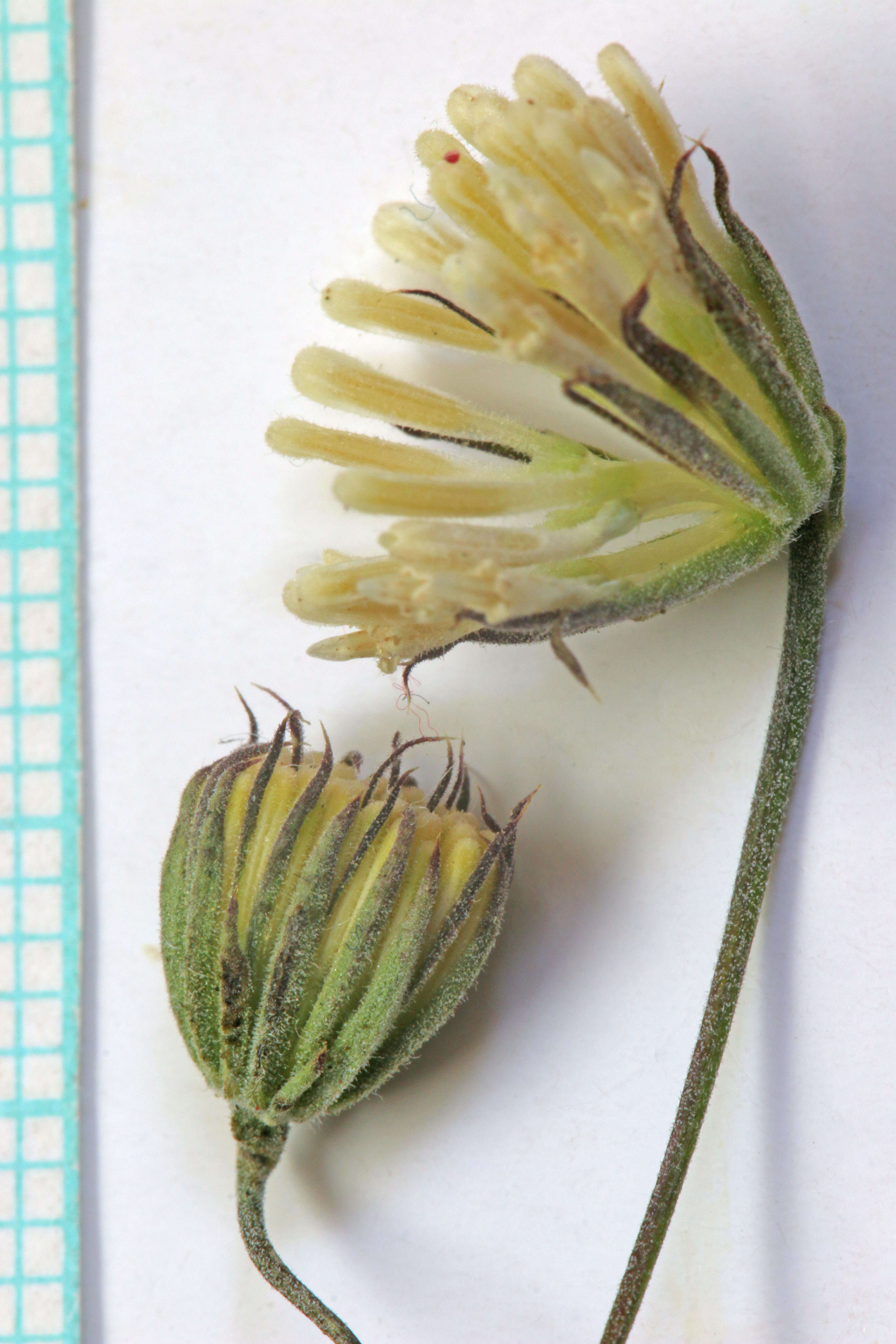 Image of pebble pincushion