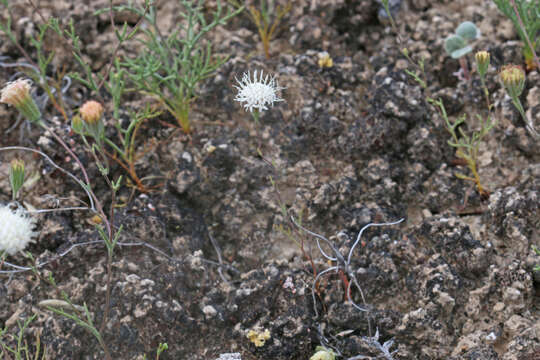 Image of pebble pincushion