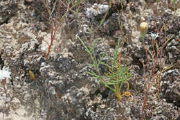 Image of pebble pincushion