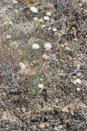 Image of pebble pincushion