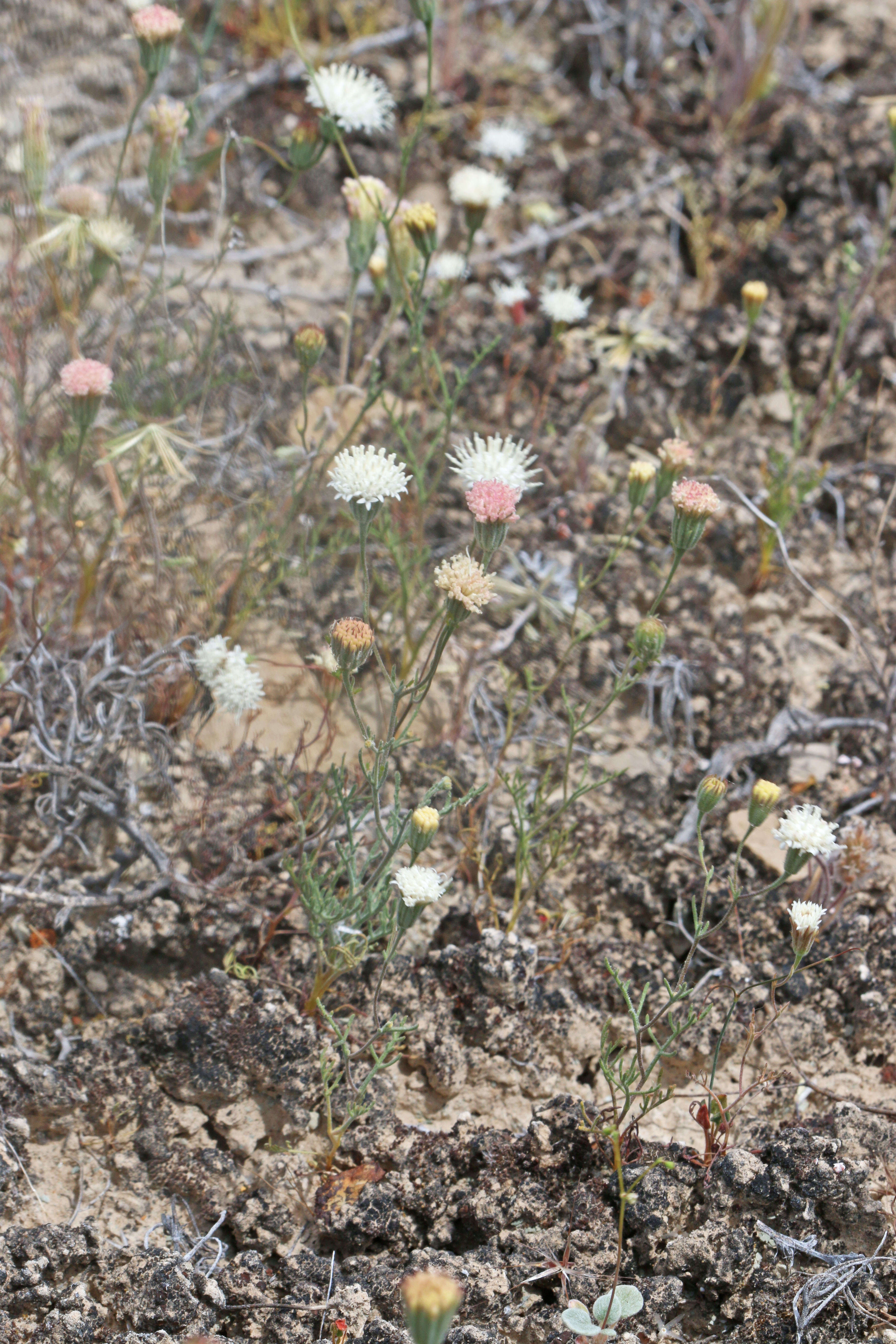 Image of pebble pincushion