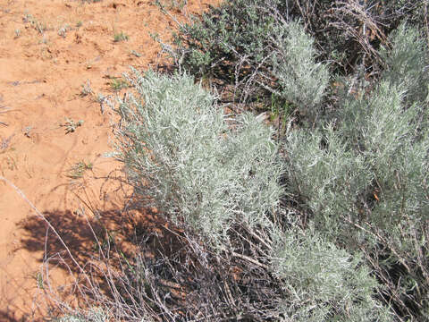 Artemisia filifolia Torr. resmi