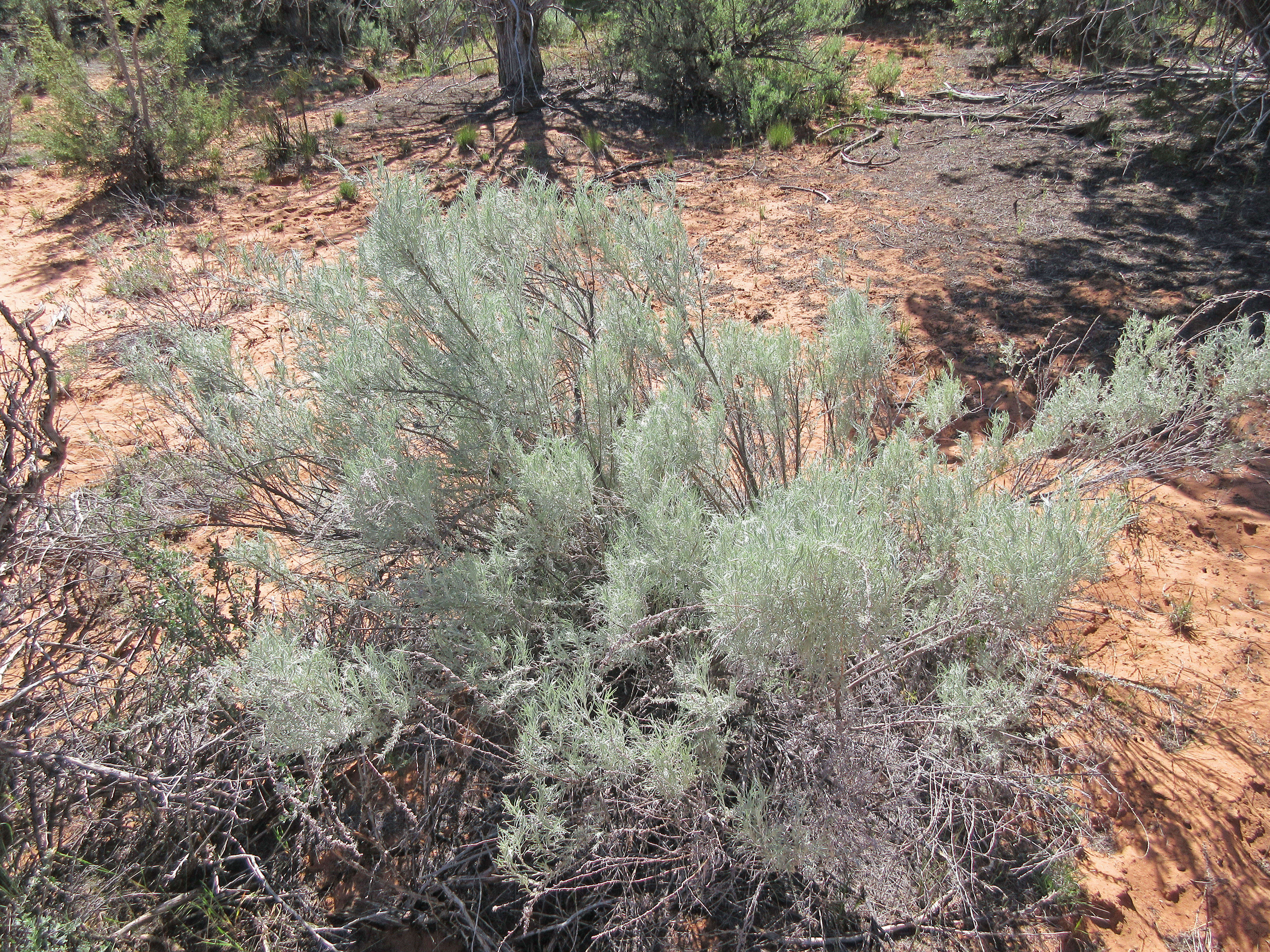 Artemisia filifolia Torr. resmi