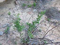 Image of pale desert-thorn