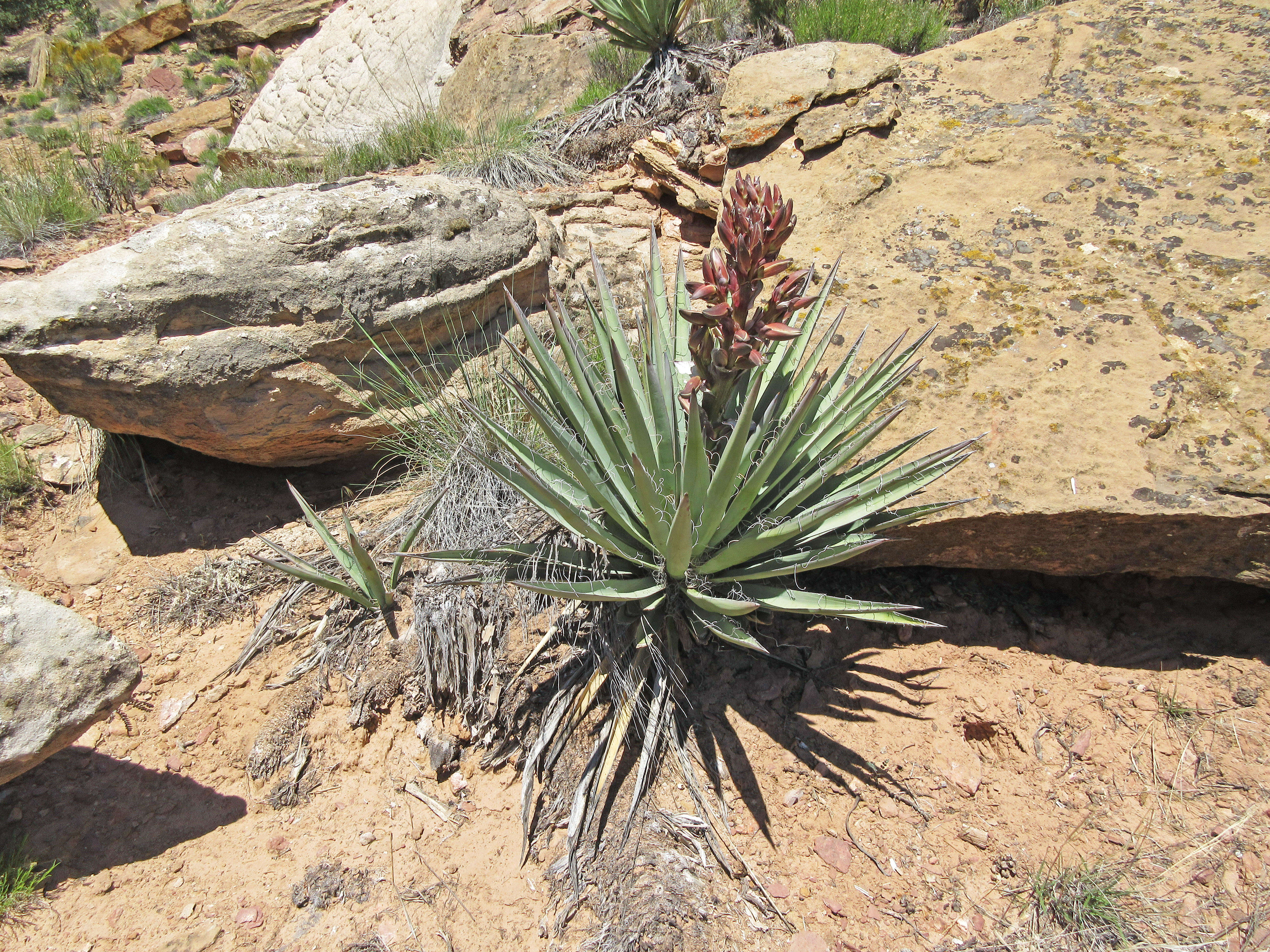 Yucca baccata Torr. resmi