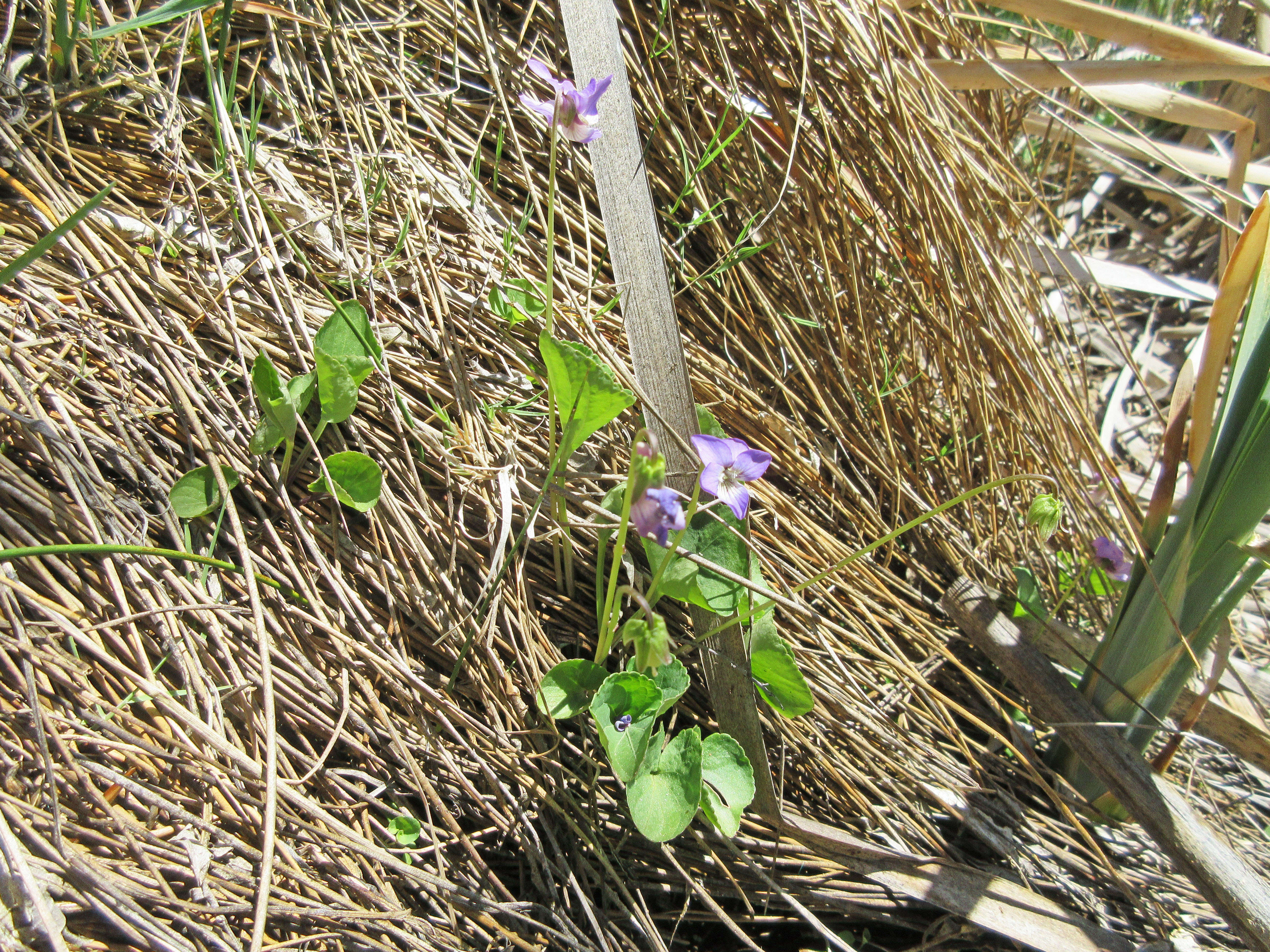 Слика од Viola nephrophylla Greene