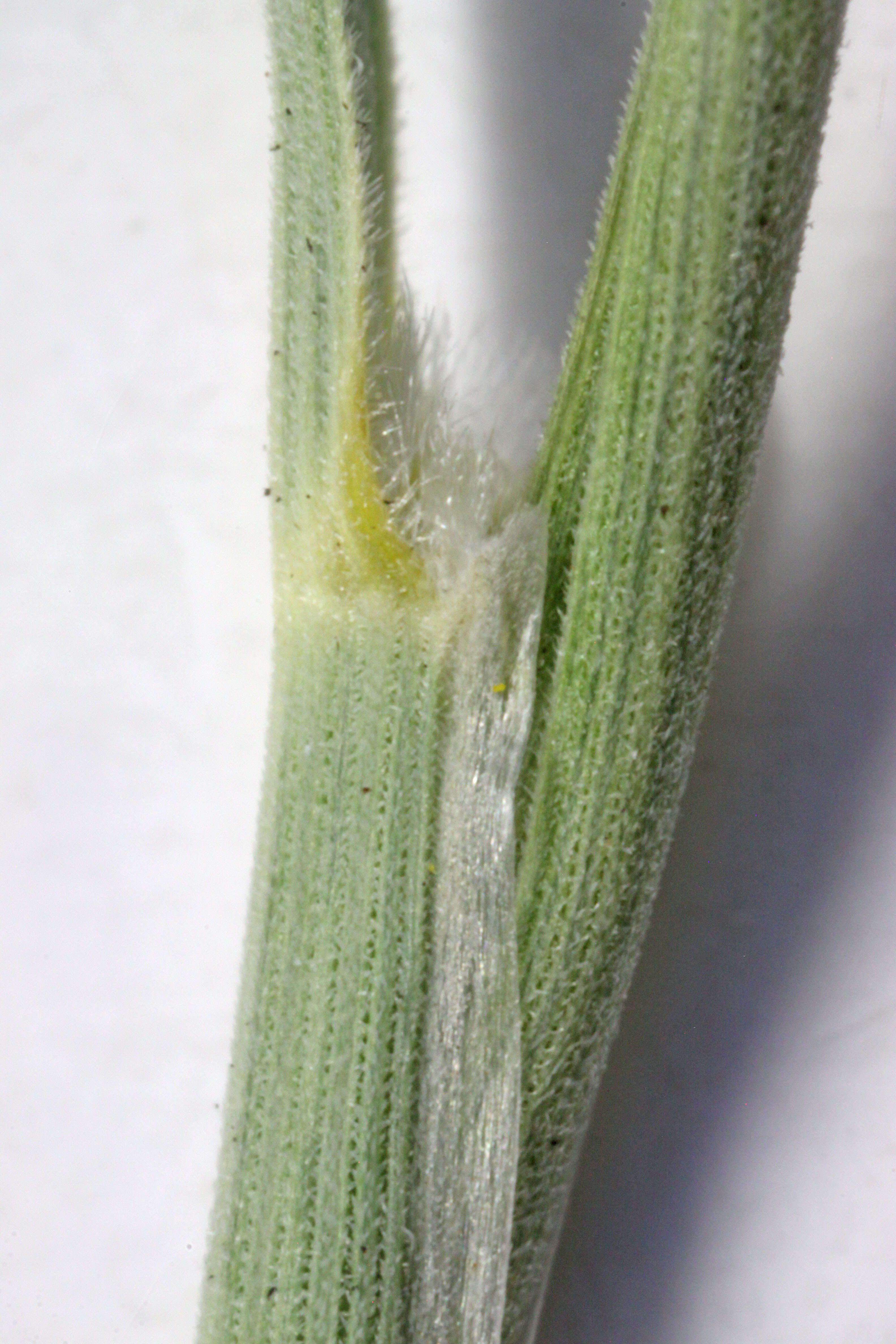 Image of mesa dropseed