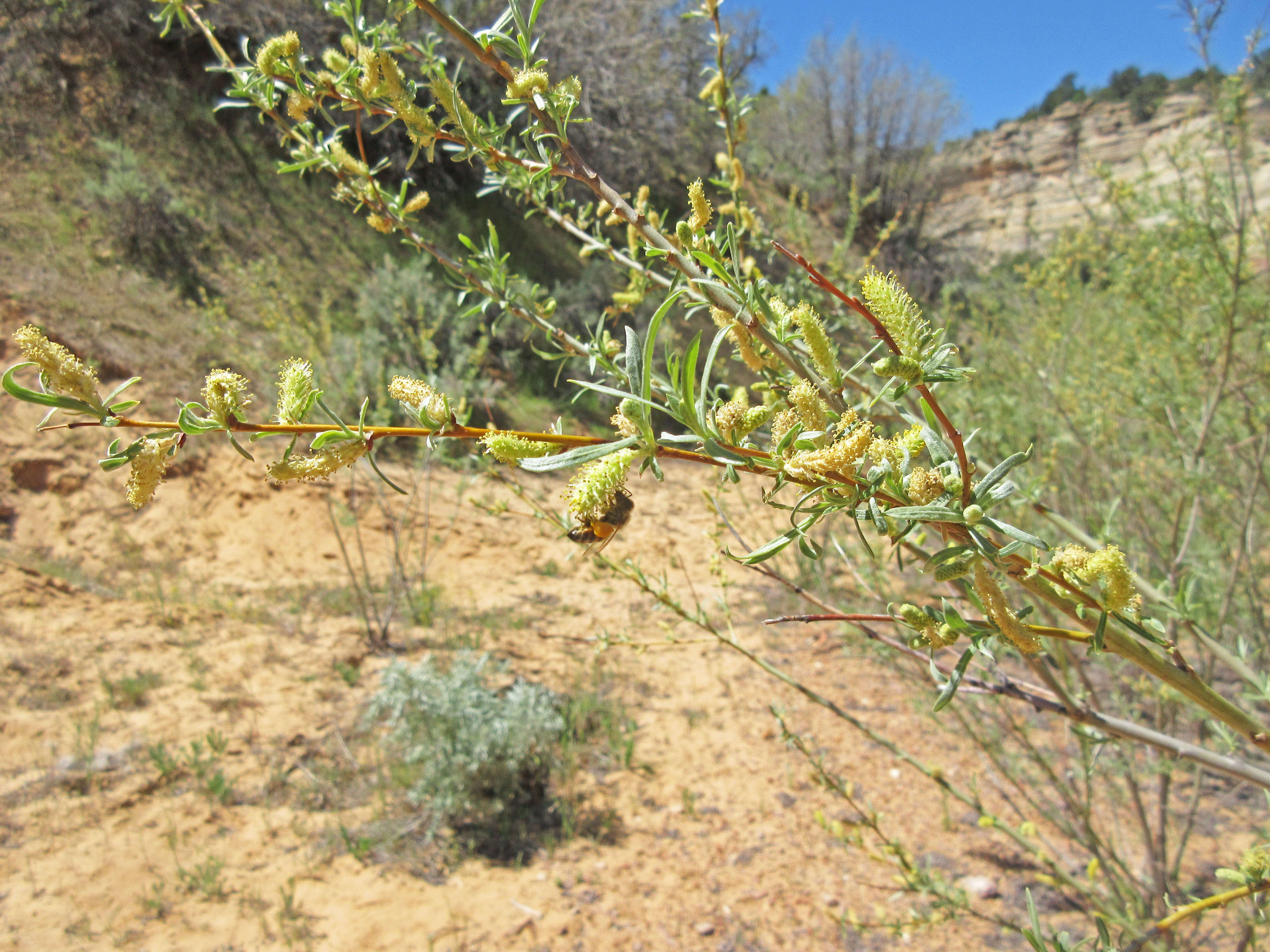 Image of narrowleaf willow