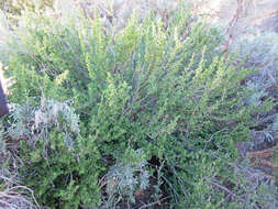 Image of desert gooseberry