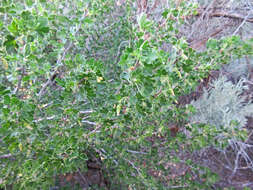 Image of desert gooseberry