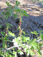 Image of gooseberry currant