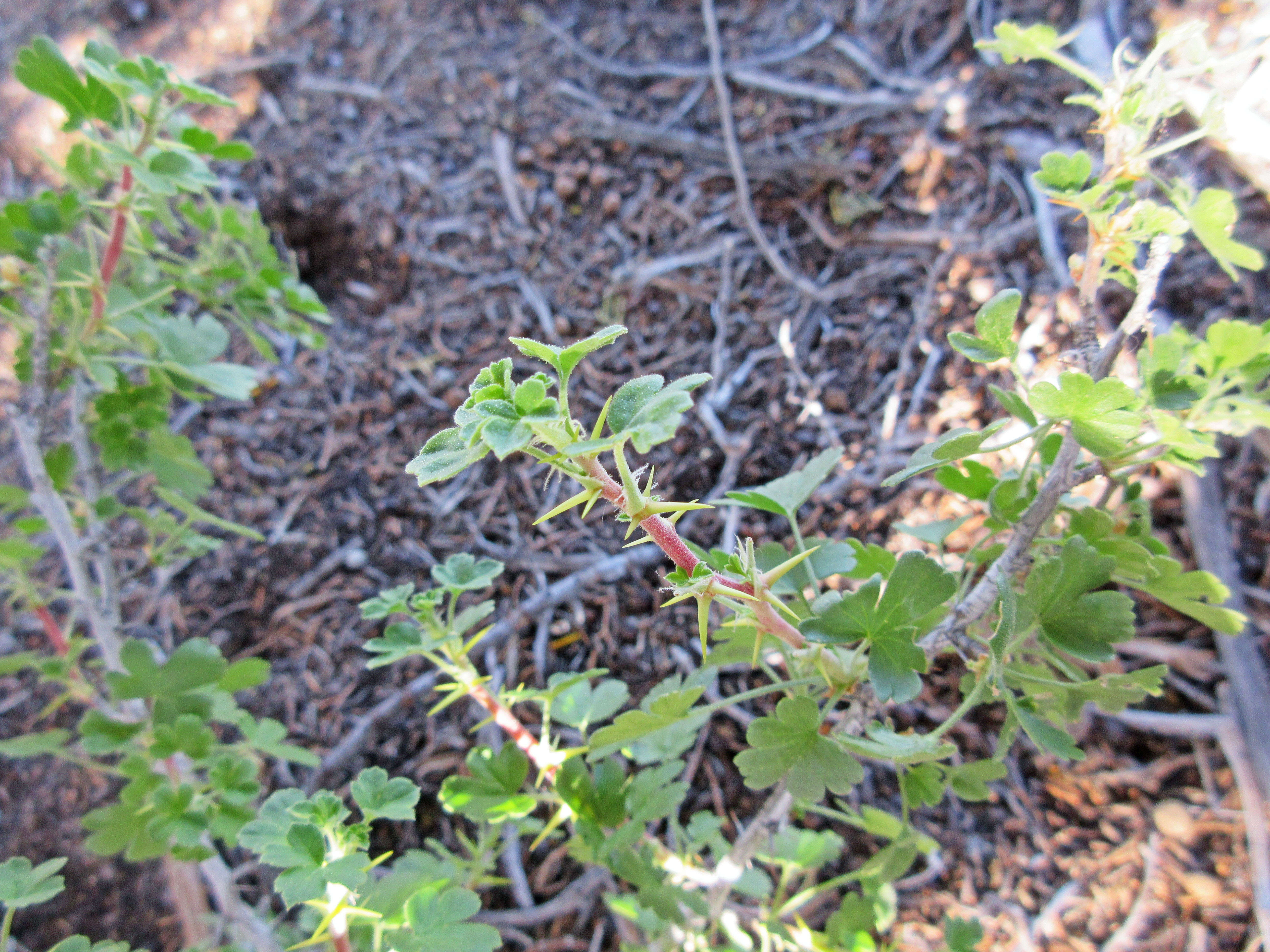 Image of gooseberry currant