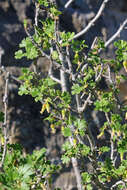 Image of desert gooseberry