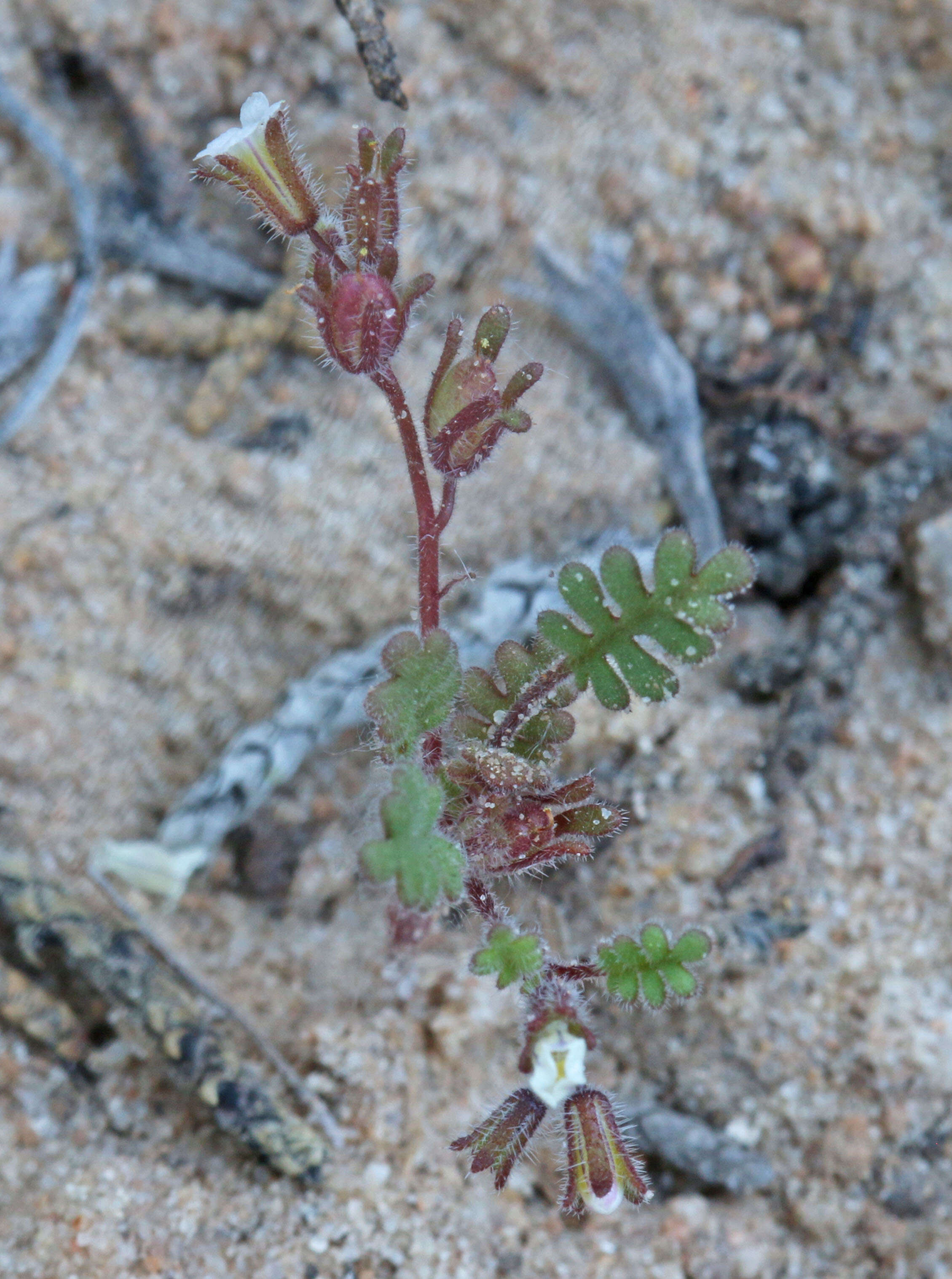 Image de Phacelia ivesiana Torr.