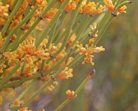 Image of Green Ephedra