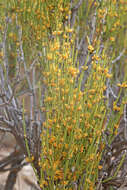 Image of Green Ephedra