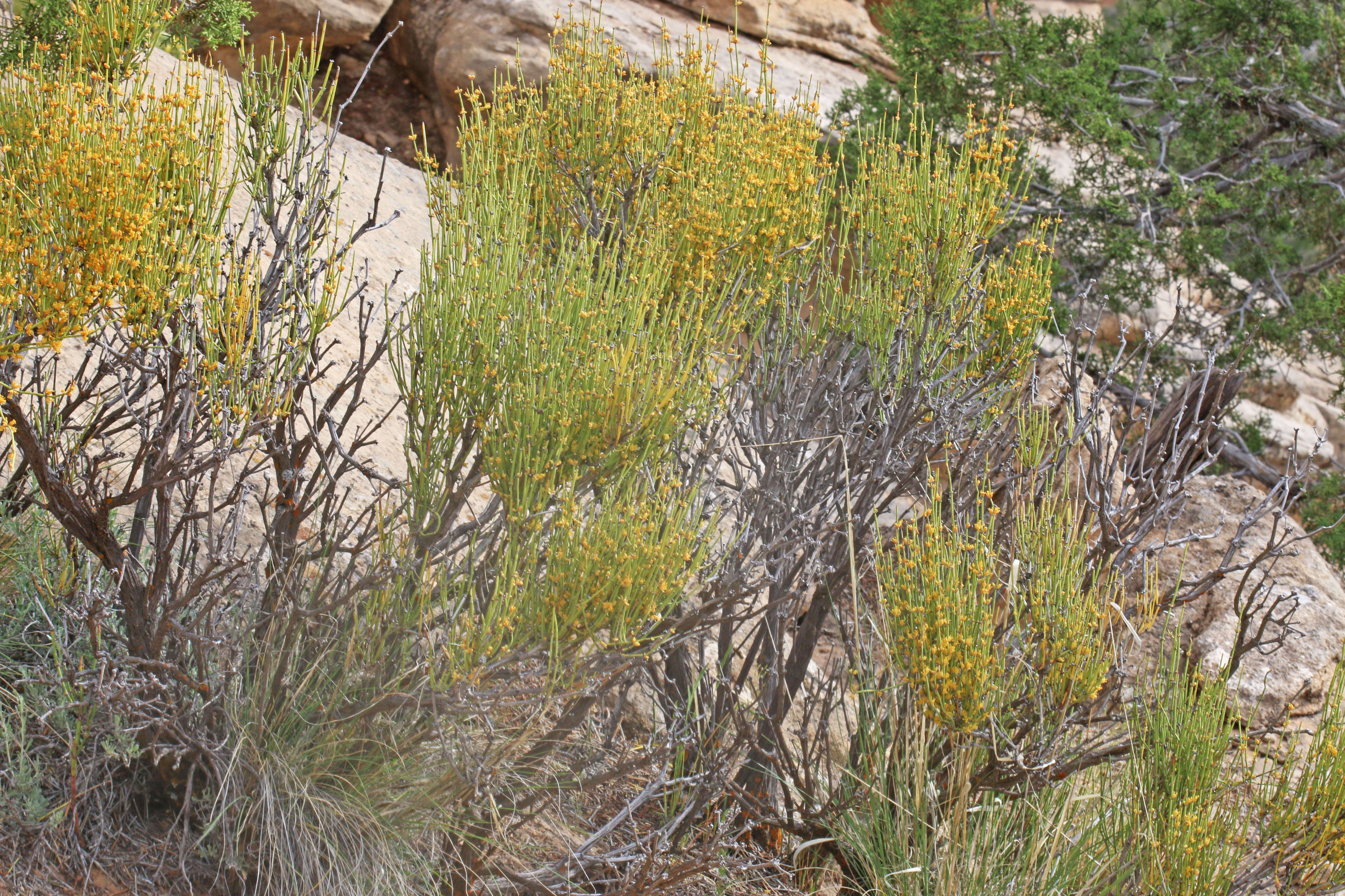 Image of Green Ephedra