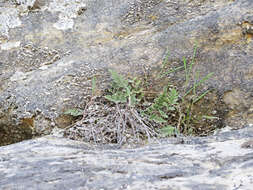 Image of slender lipfern