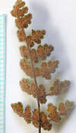 Image of slender lipfern