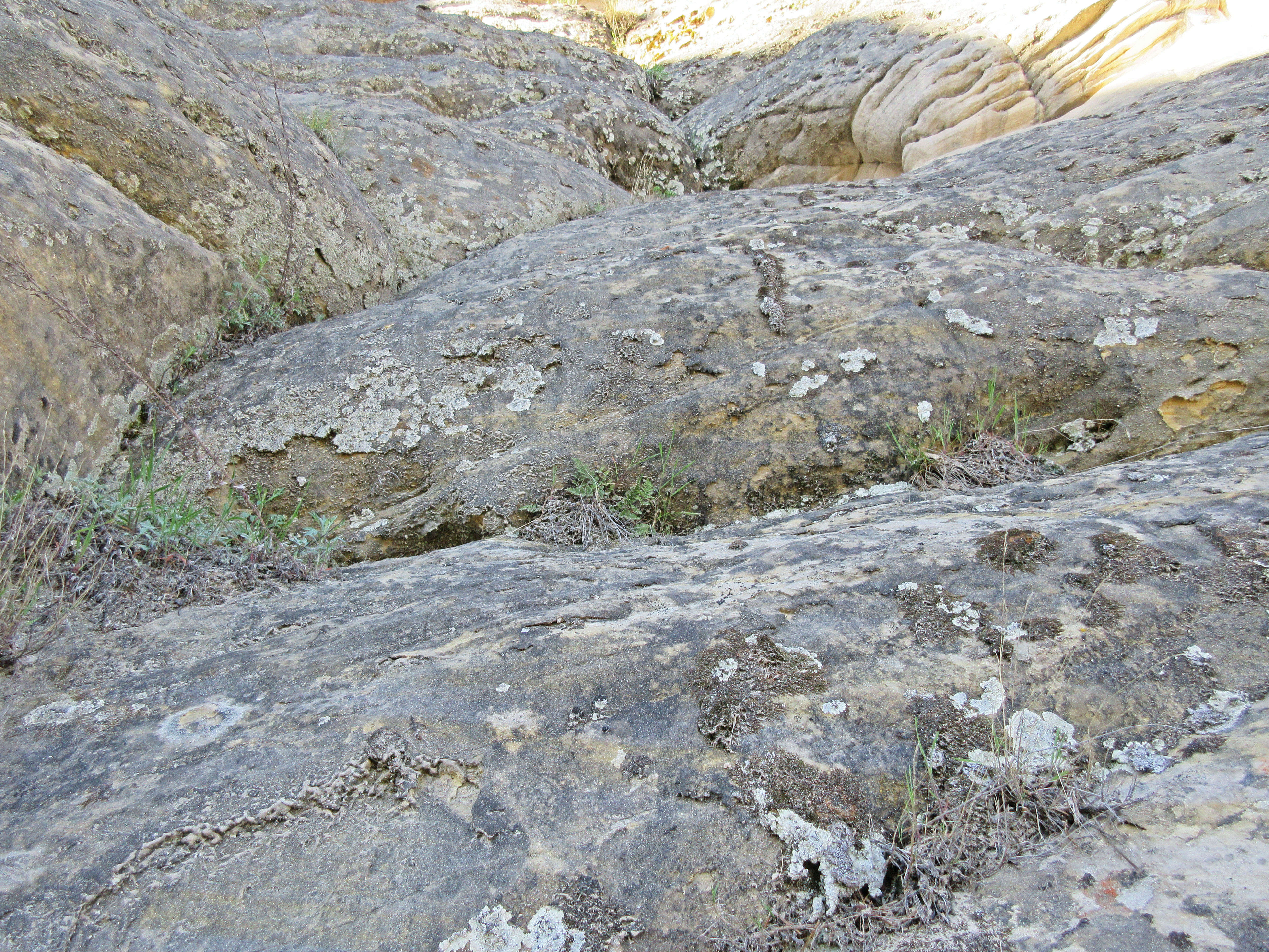 Image of slender lipfern