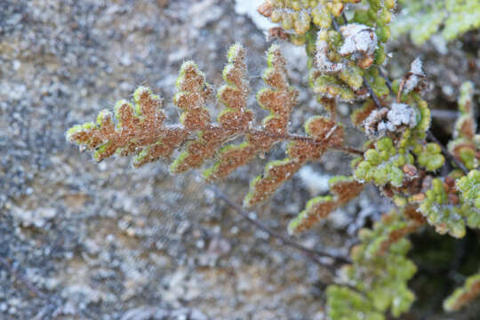 Image of slender lipfern