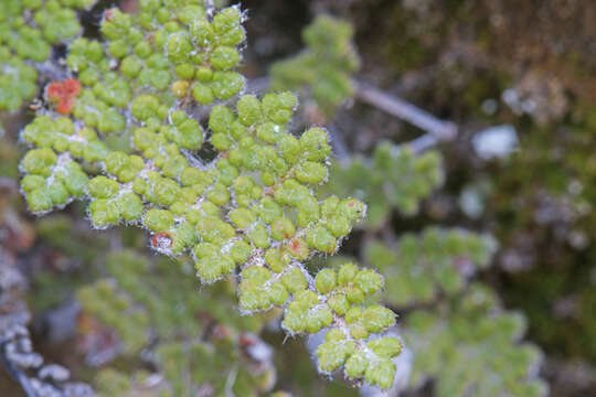 Image of slender lipfern