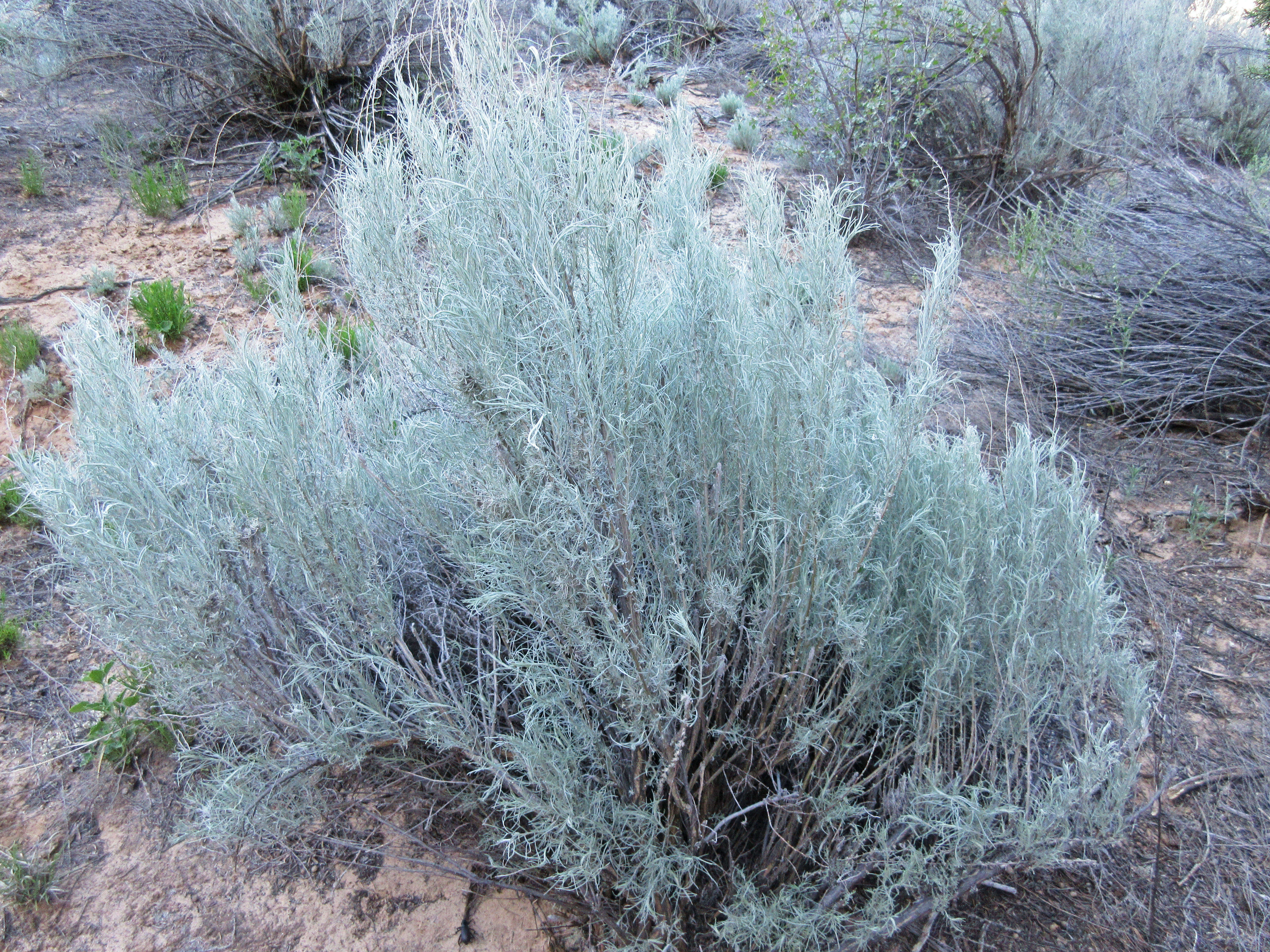 Artemisia filifolia Torr. resmi