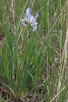 Image of Rocky Mountain iris