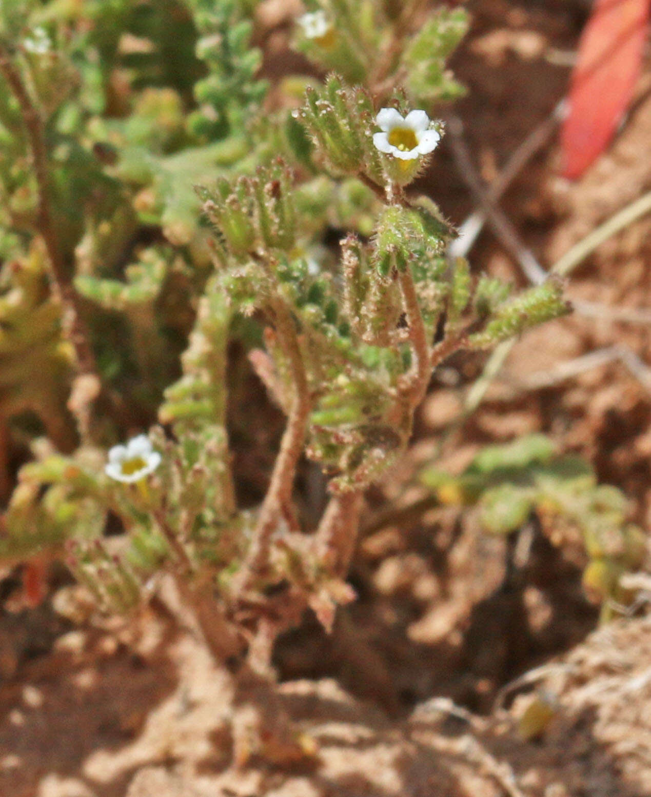 Image de Phacelia ivesiana Torr.