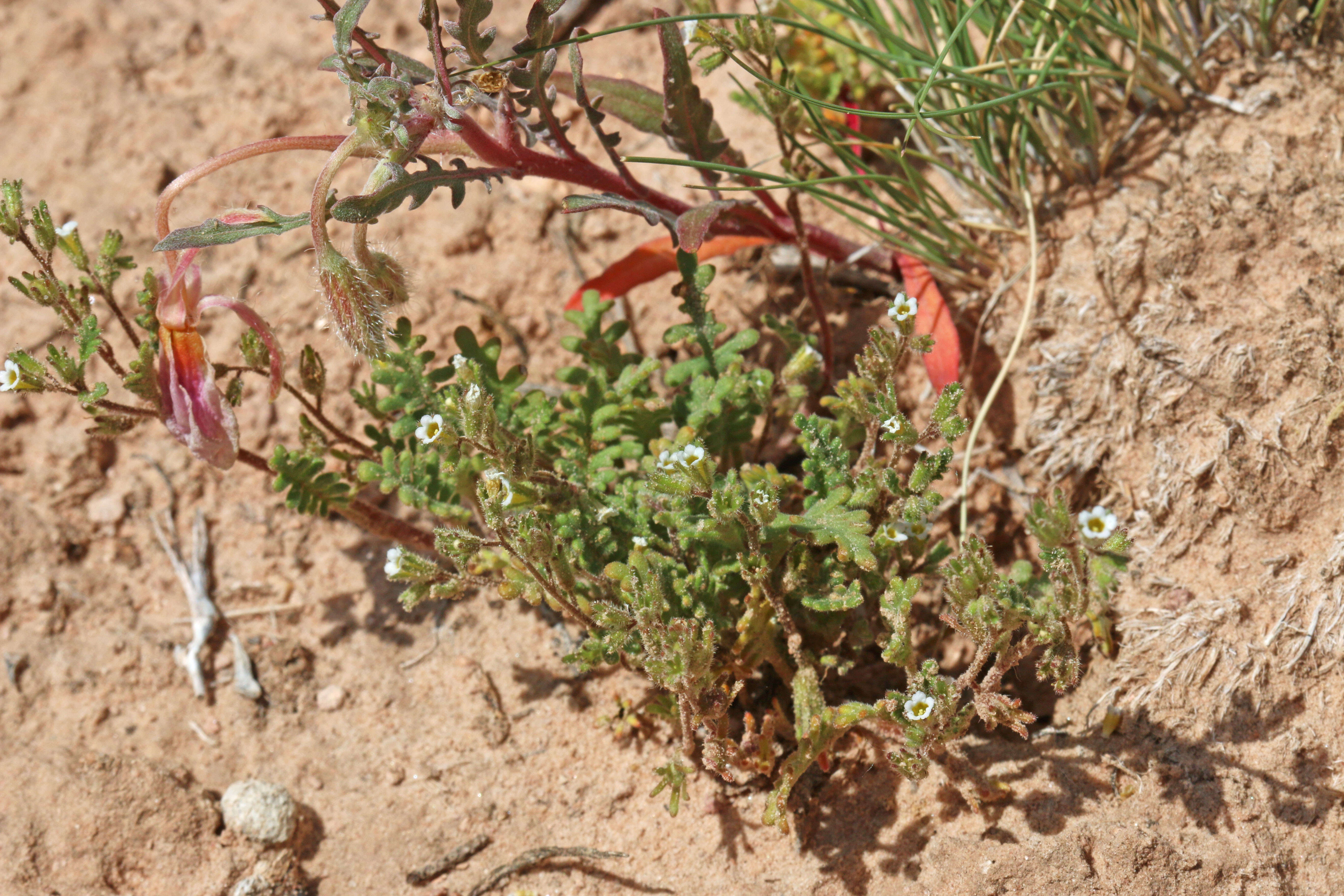 Image de Phacelia ivesiana Torr.