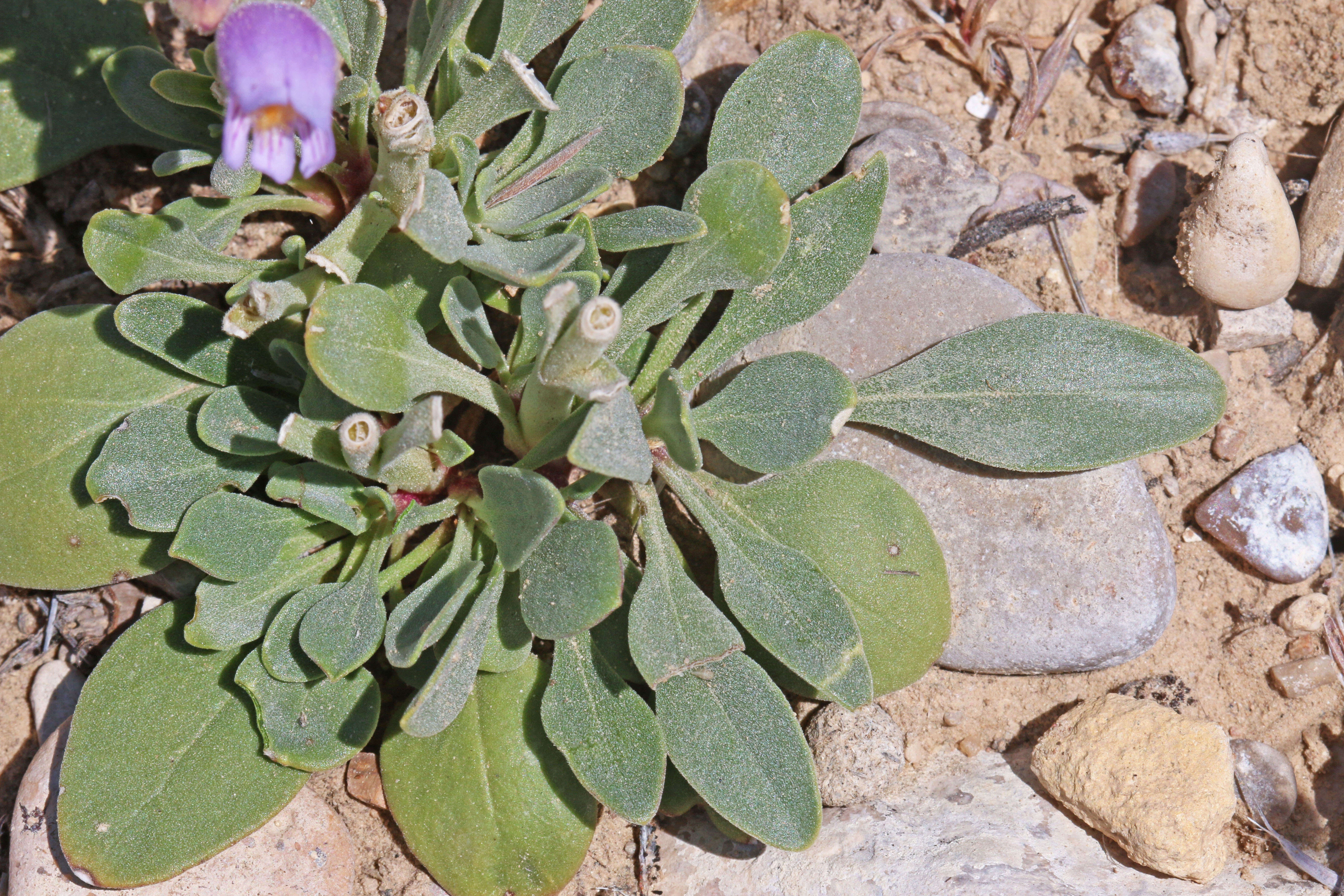 Image of fuzzytongue penstemon