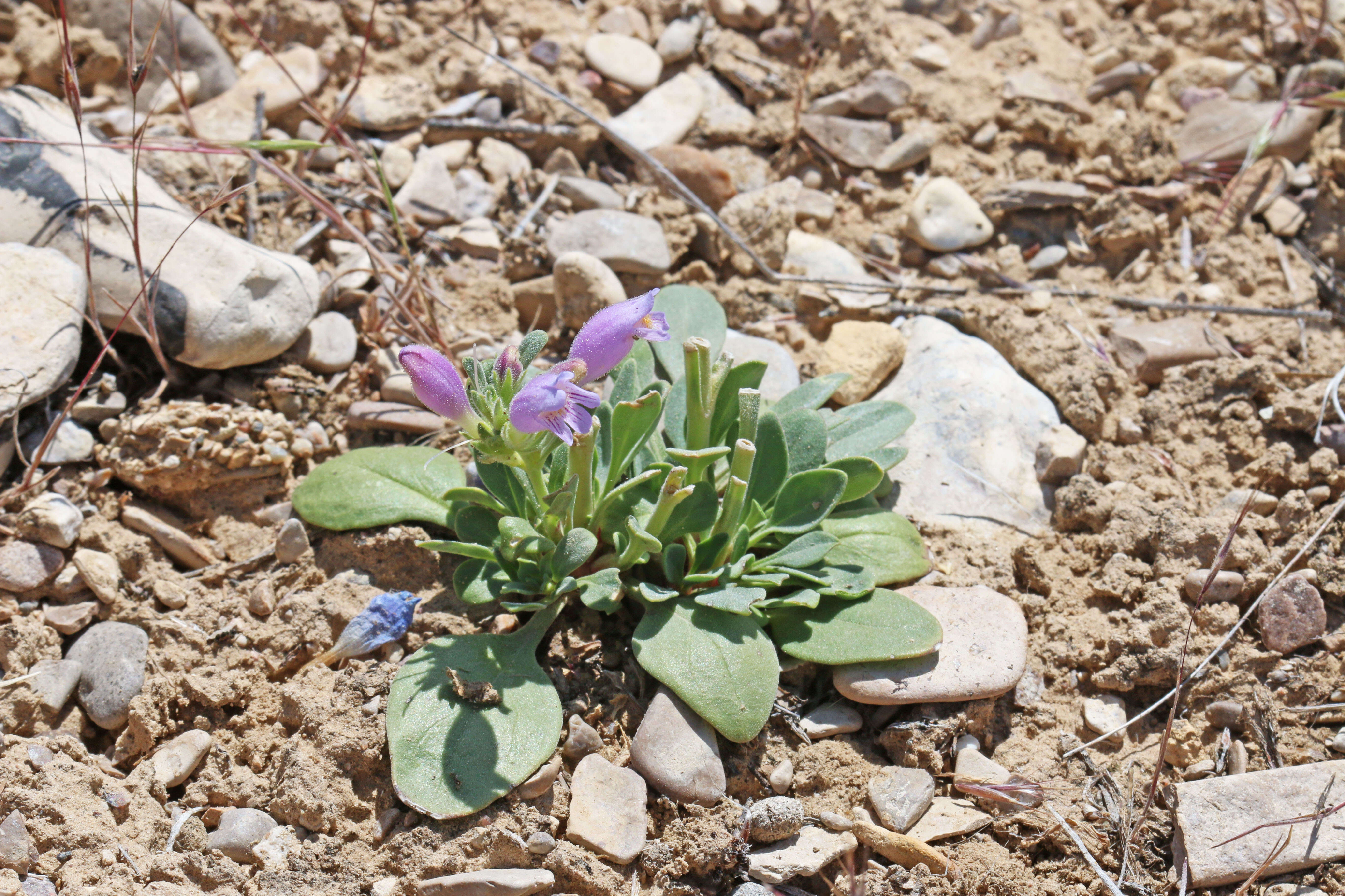 Image of fuzzytongue penstemon