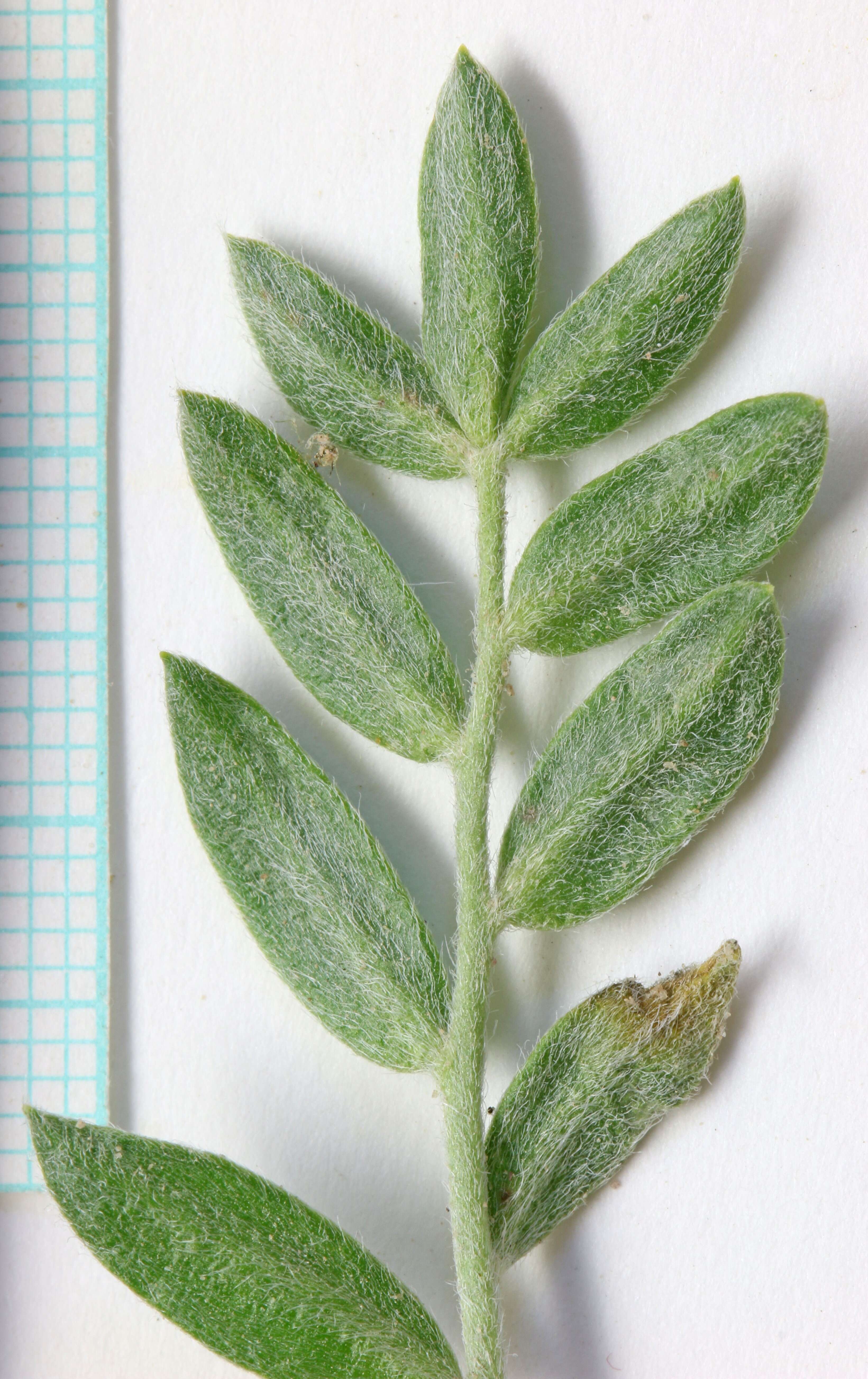 Image of white locoweed