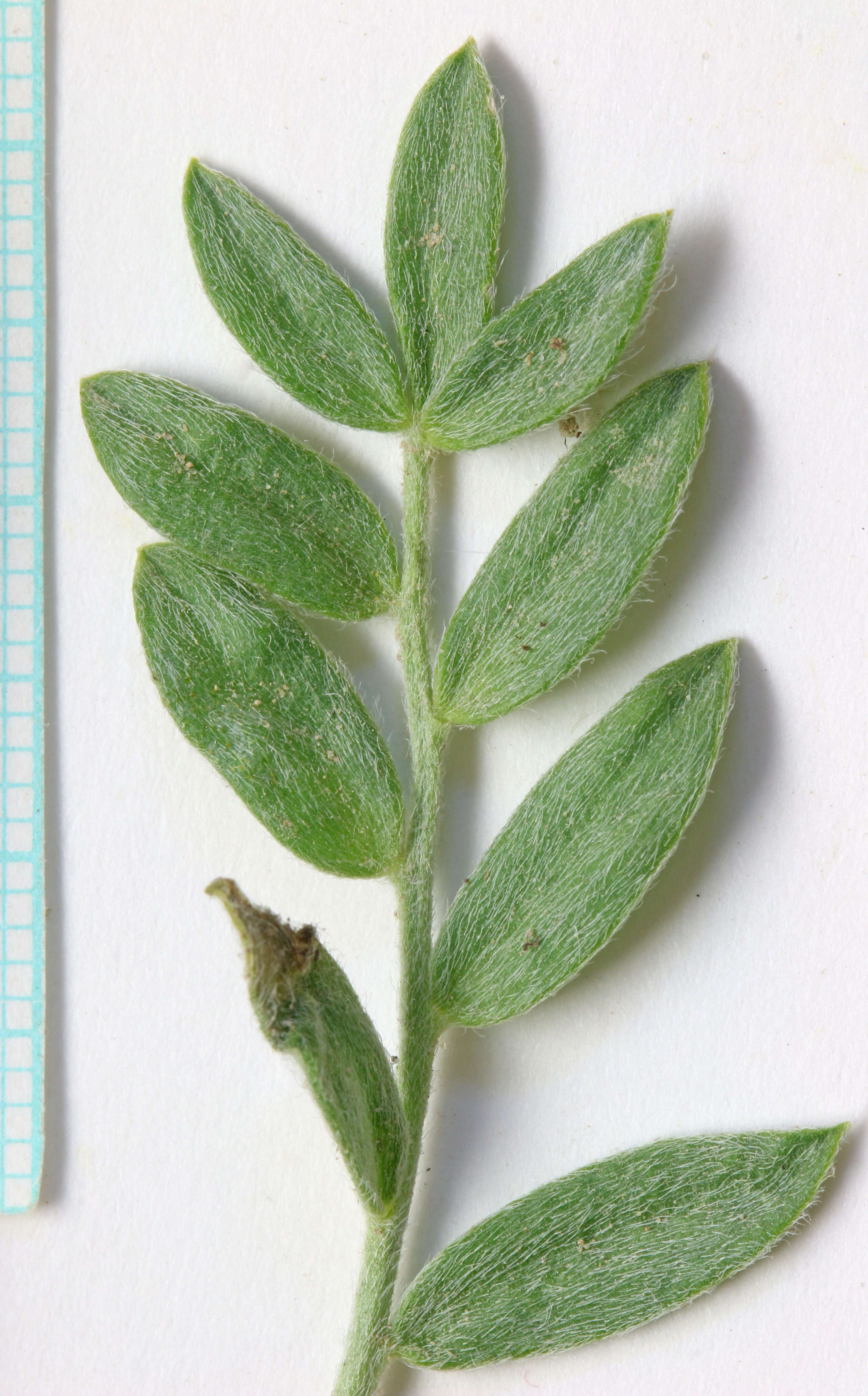 Image of white locoweed