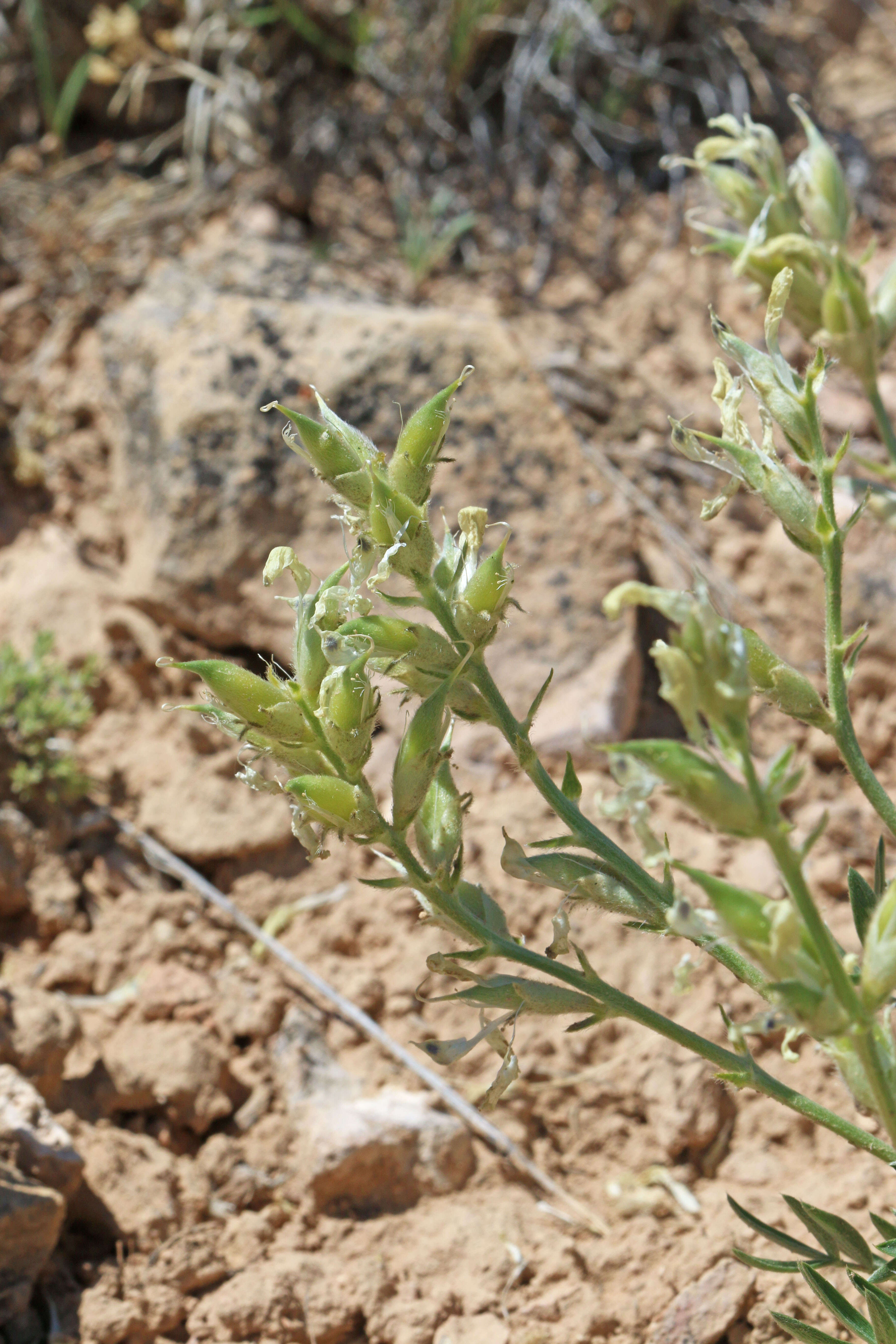 Image of white locoweed