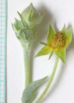 Image of woolly cinquefoil